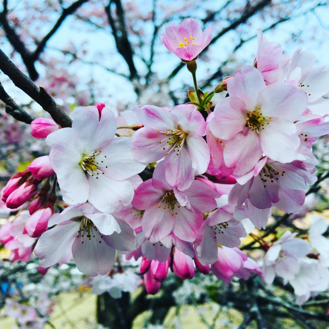 Hitoyoshi Onsen Ohgano Yado Hotel ภายนอก รูปภาพ